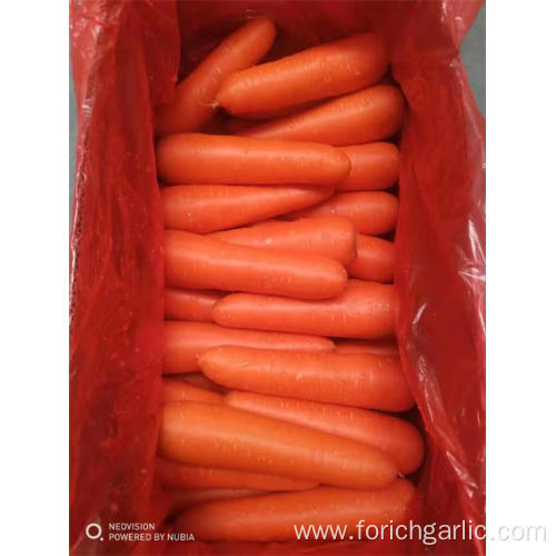 Crop 2019 Fresh Carrot Good Quality